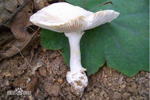 blob.png W020210111399207196433.png