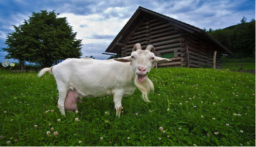 image.png W020210111401814775942.png